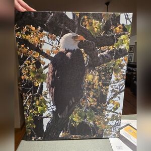 Bald Eagle Canvas Print